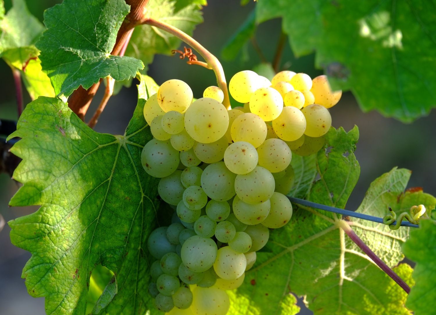 Weißwein Klassiker Weinseminar