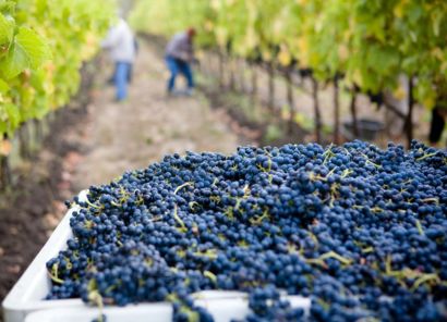 Rotwein Klassiker Weinseminar