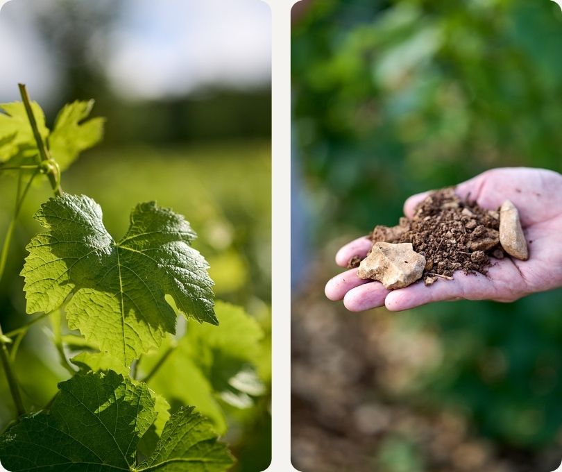 Aktuelle Entwicklung in der Champagne