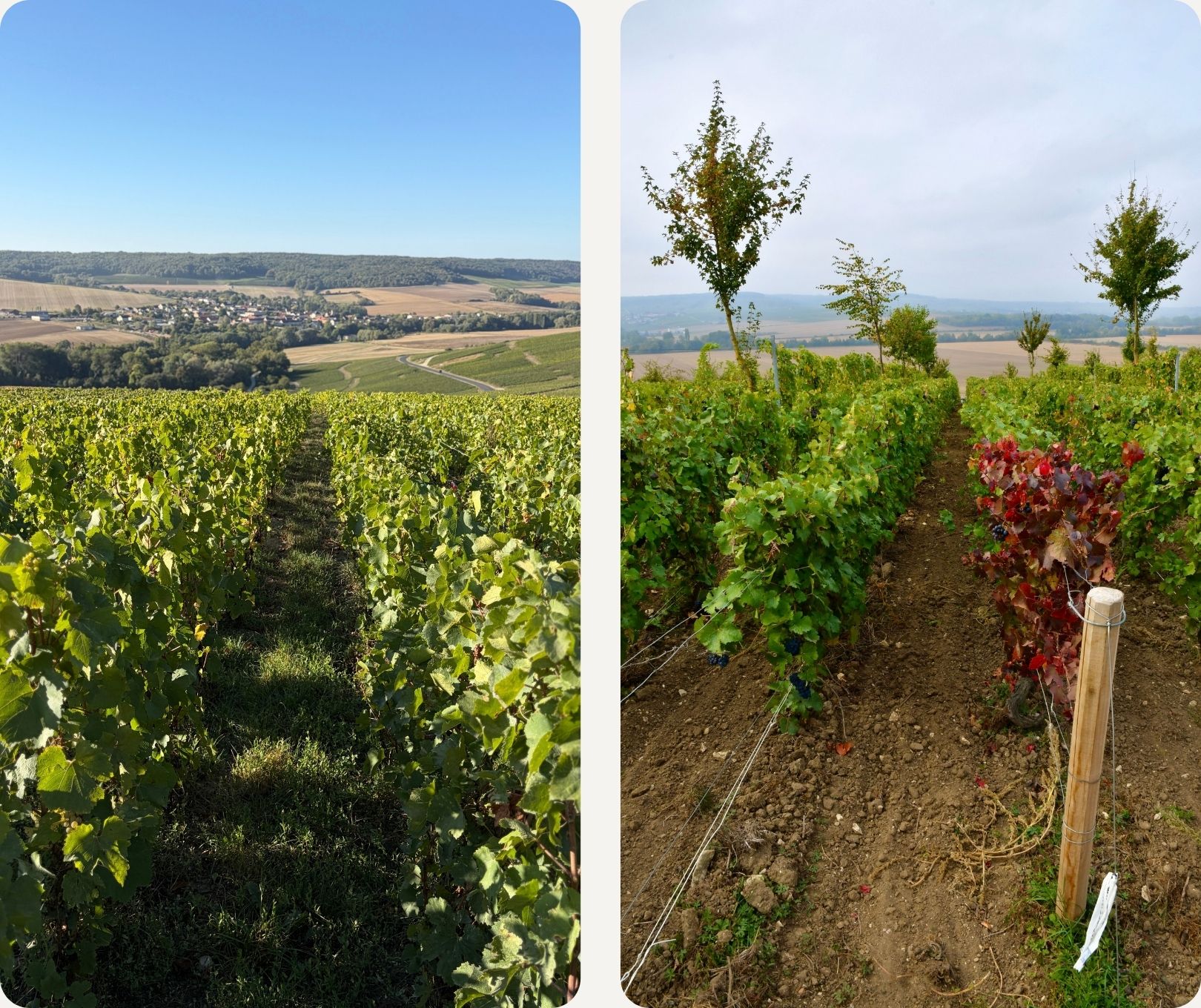 Bild: Weinberge in der Champagne
